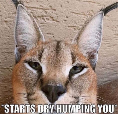 pinoy dry humping